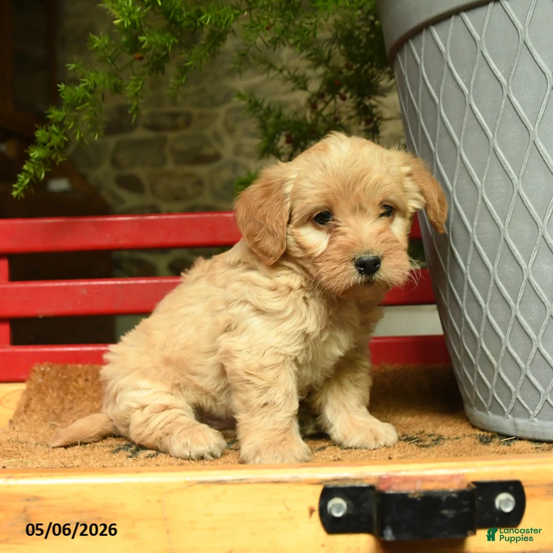 Corgipoo dogs for sale: Ladron - Ad 2