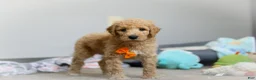Standard Poodle dogs for sale: Gus AKC - Ad 3