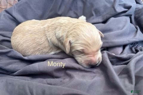 Golden Retriever dogs Monty - Ad 2