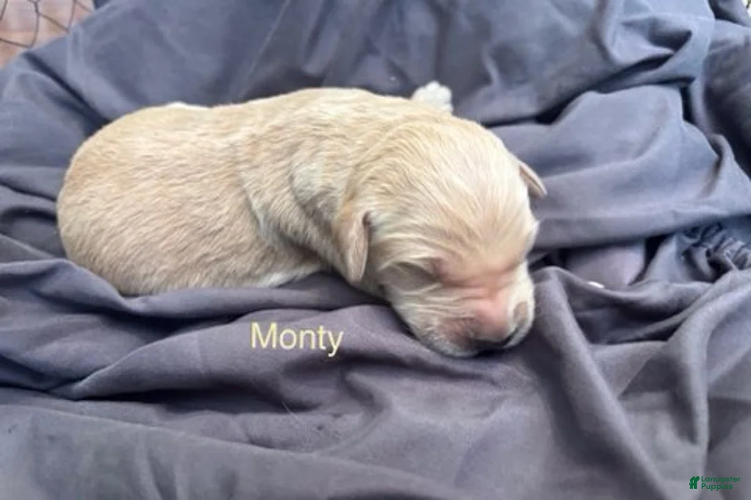 Golden Retriever dogs for sale: Monty - Ad 2