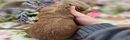Cockapoo dogs for sale: Cerulean - Ad 6
