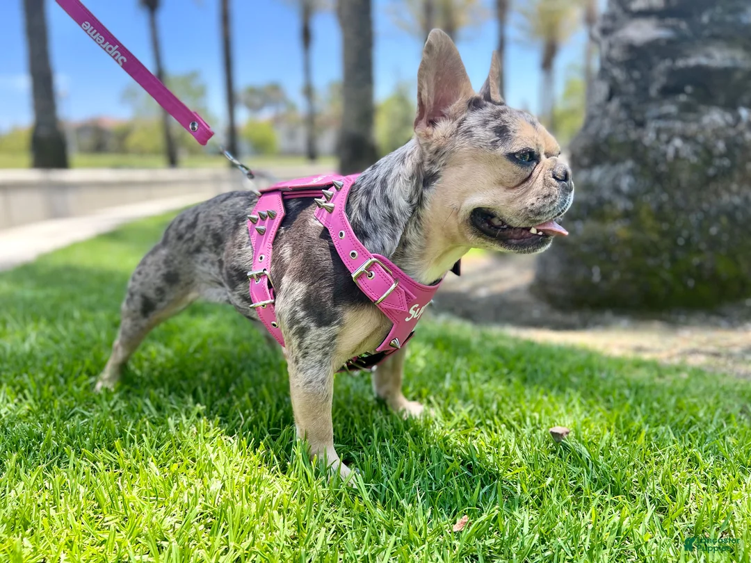 French Bulldog dogs for sale: MICKEY - Ad 7