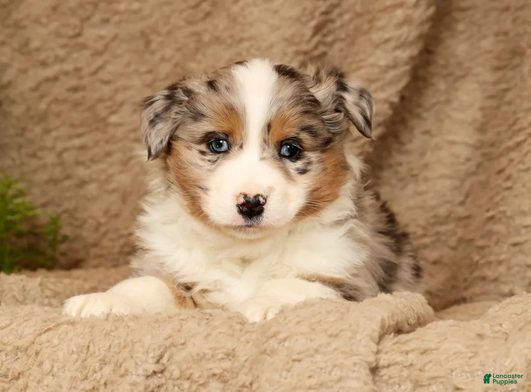 Miniature Australian Shepherd dogs for sale: Dawson - Ad 3