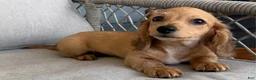 Miniature Dachshund dogs for sale: Suede - Ad 1