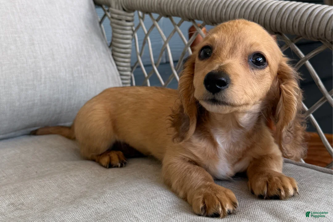 Miniature Dachshund dogs for sale: Suede - Ad 1