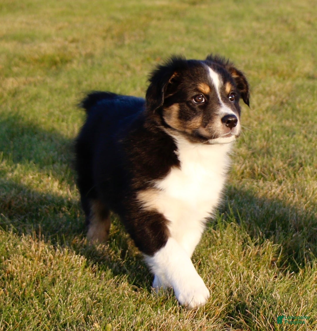 Australian Shepherd dogs for sale: Clara - Ad 3