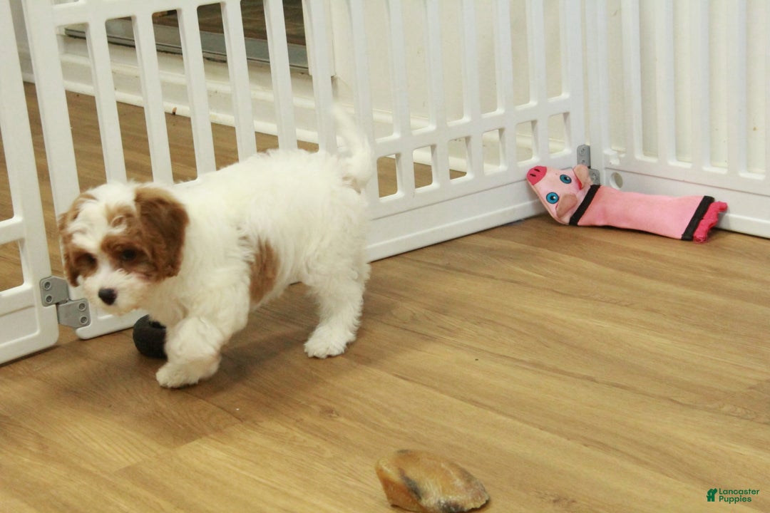 Cavapoo dogs for sale: Maggie - Ad 5