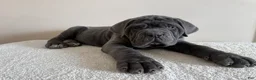 Cane Corso dogs for sale: Thor - Ad 12