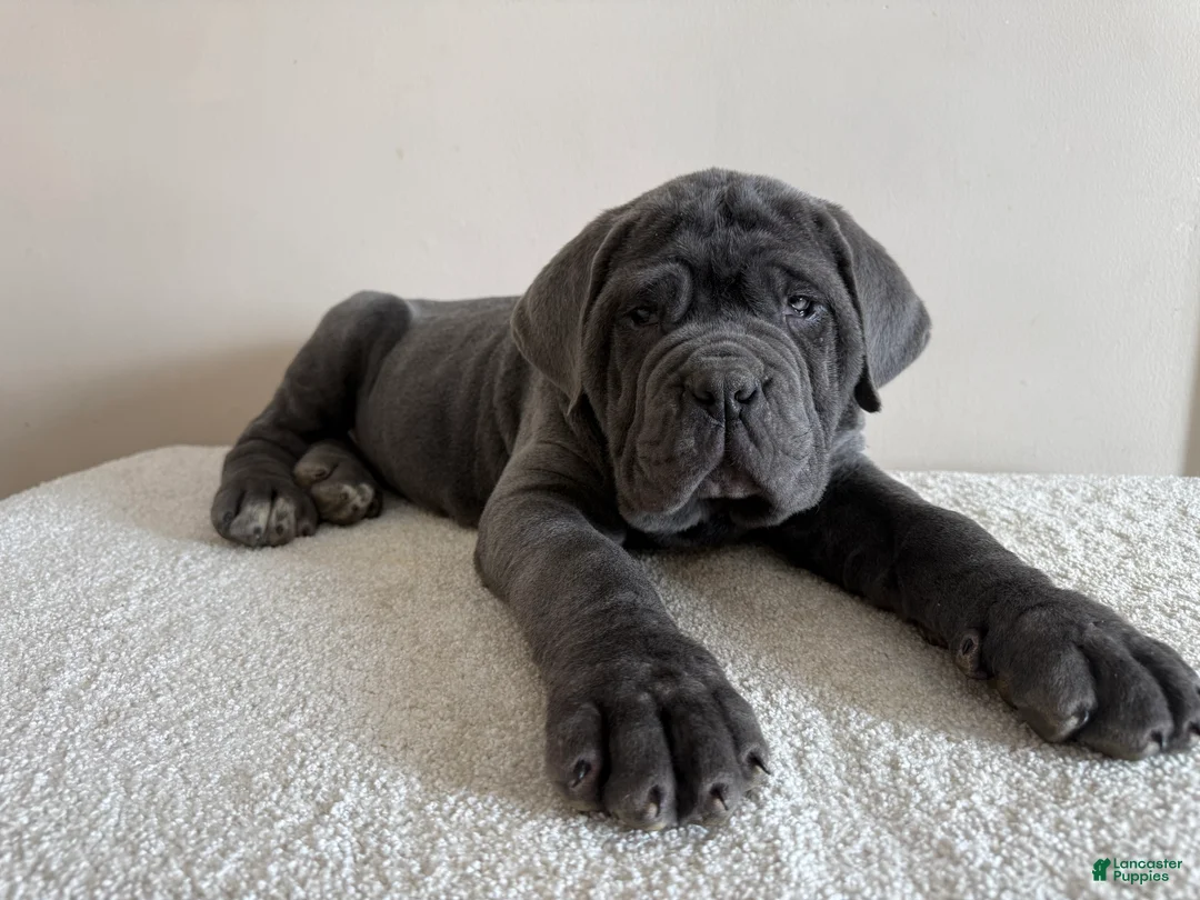 Cane Corso dogs for sale: Thor - Ad 12