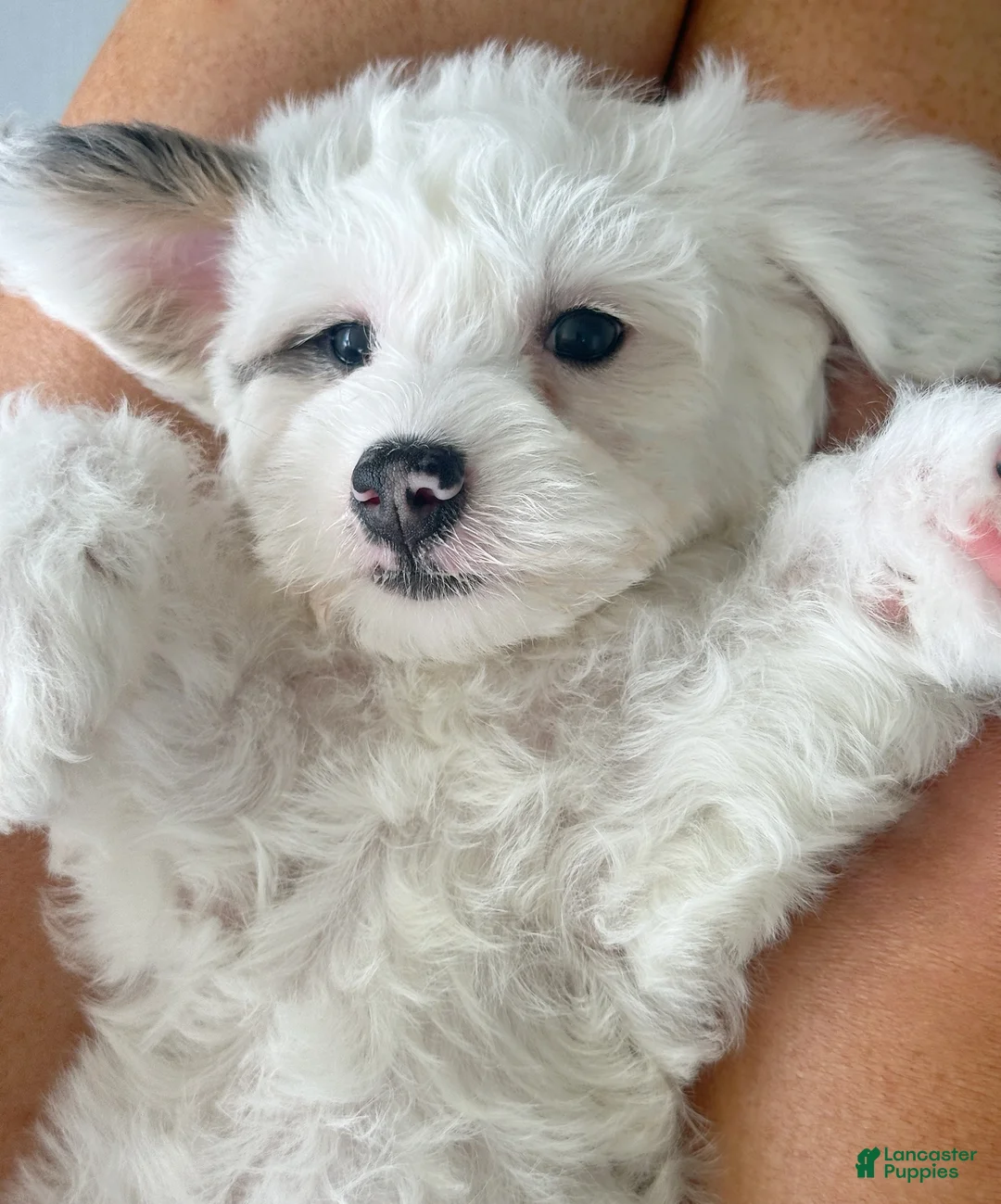Mini Bernedoodle dogs for sale: ☀️ 🏄‍♀️ 🏖️ SUMMER 🏖️ 🏄‍♀️ ☀️  - Ad 2