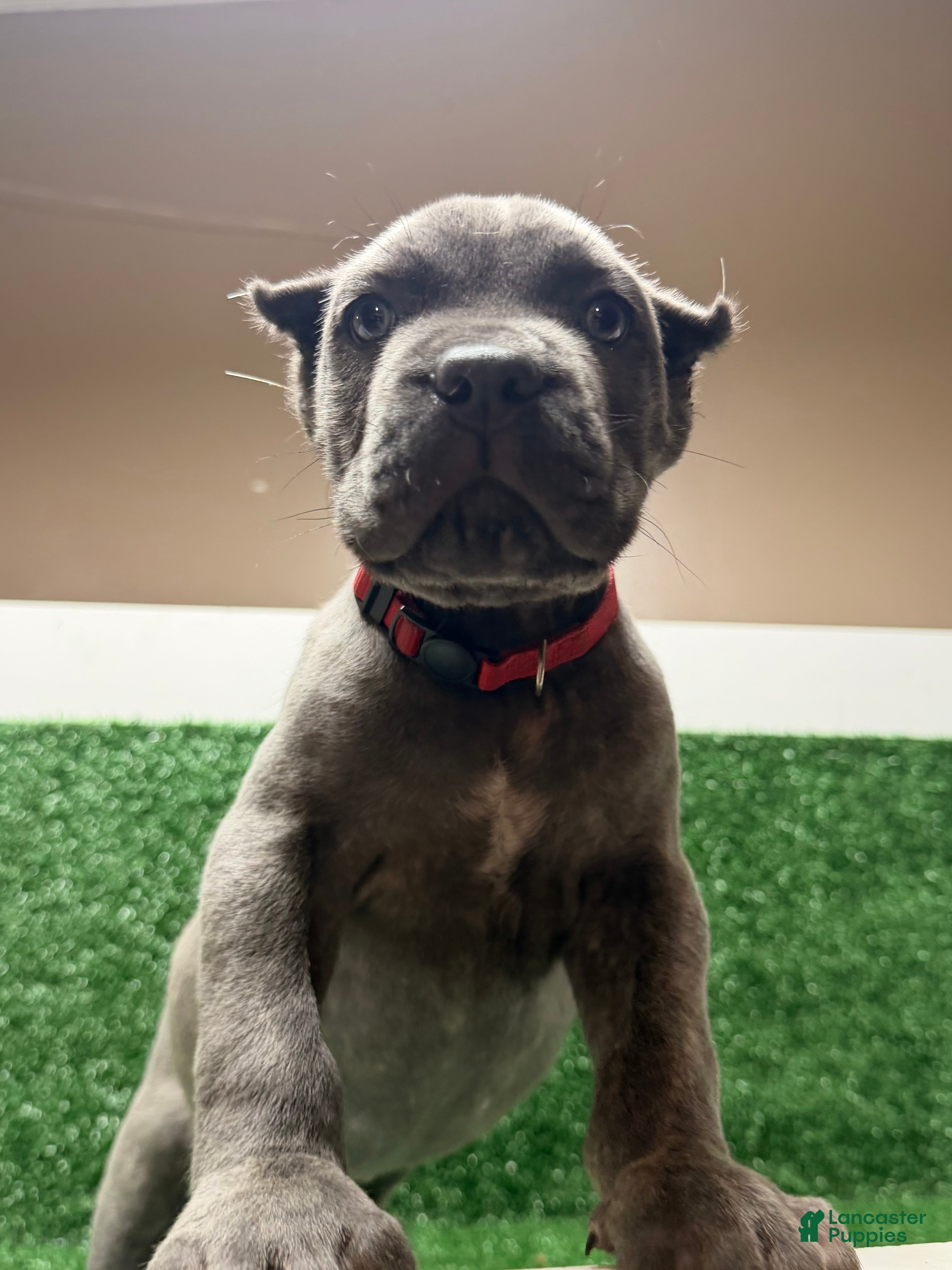 Cane Corso dogs Red - Ad 1