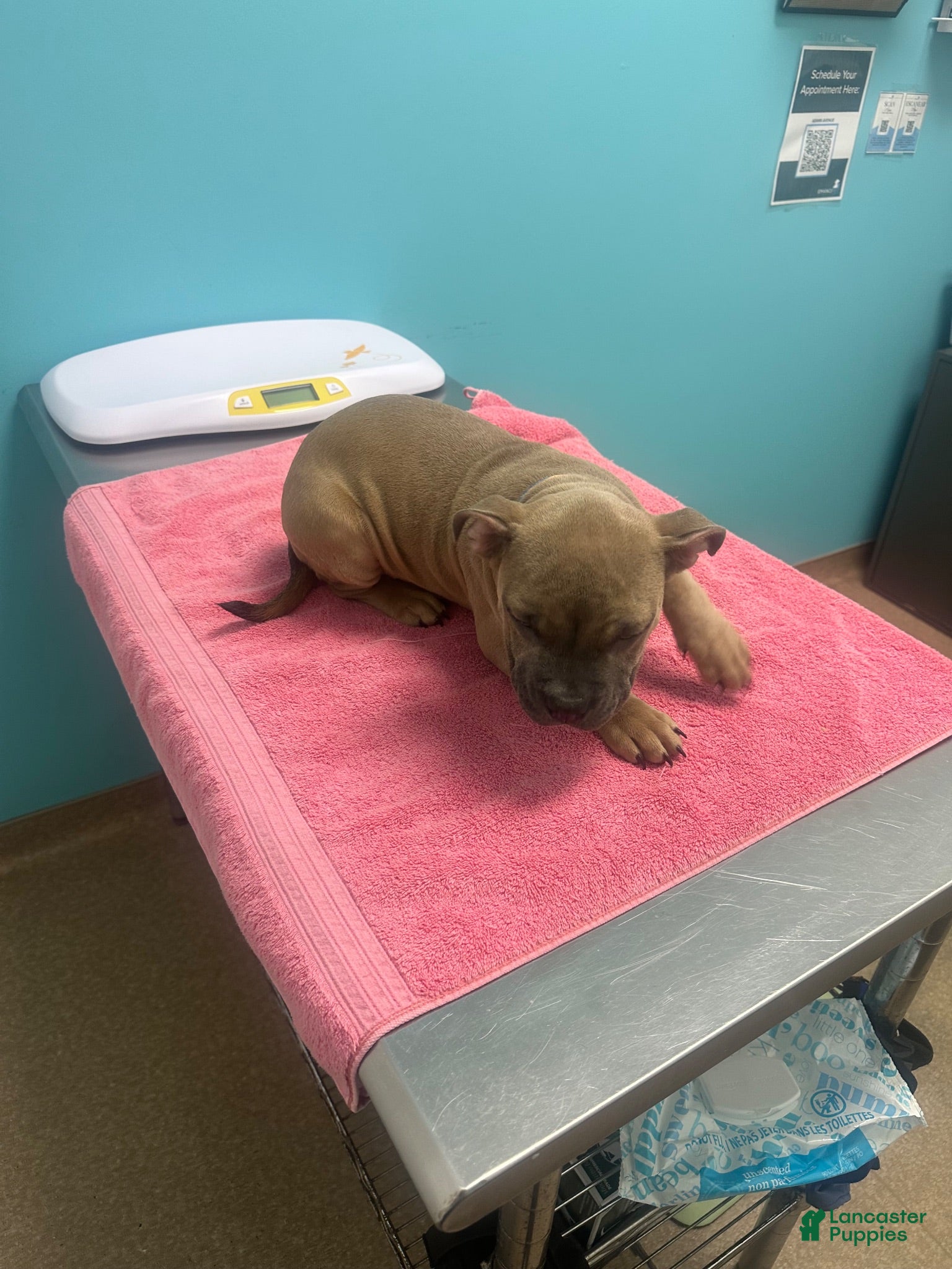 American Bully dogs Sinna - Ad 2