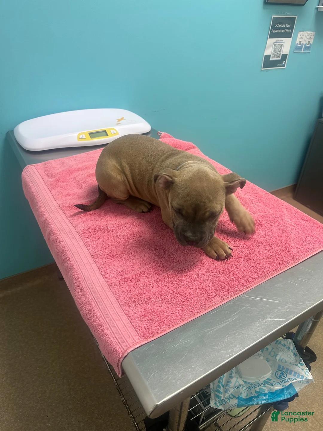 American Bully dogs for sale: Sinna - Ad 2