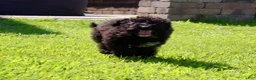 Miniature Labradoodle dogs for sale: Ace - Ad 5