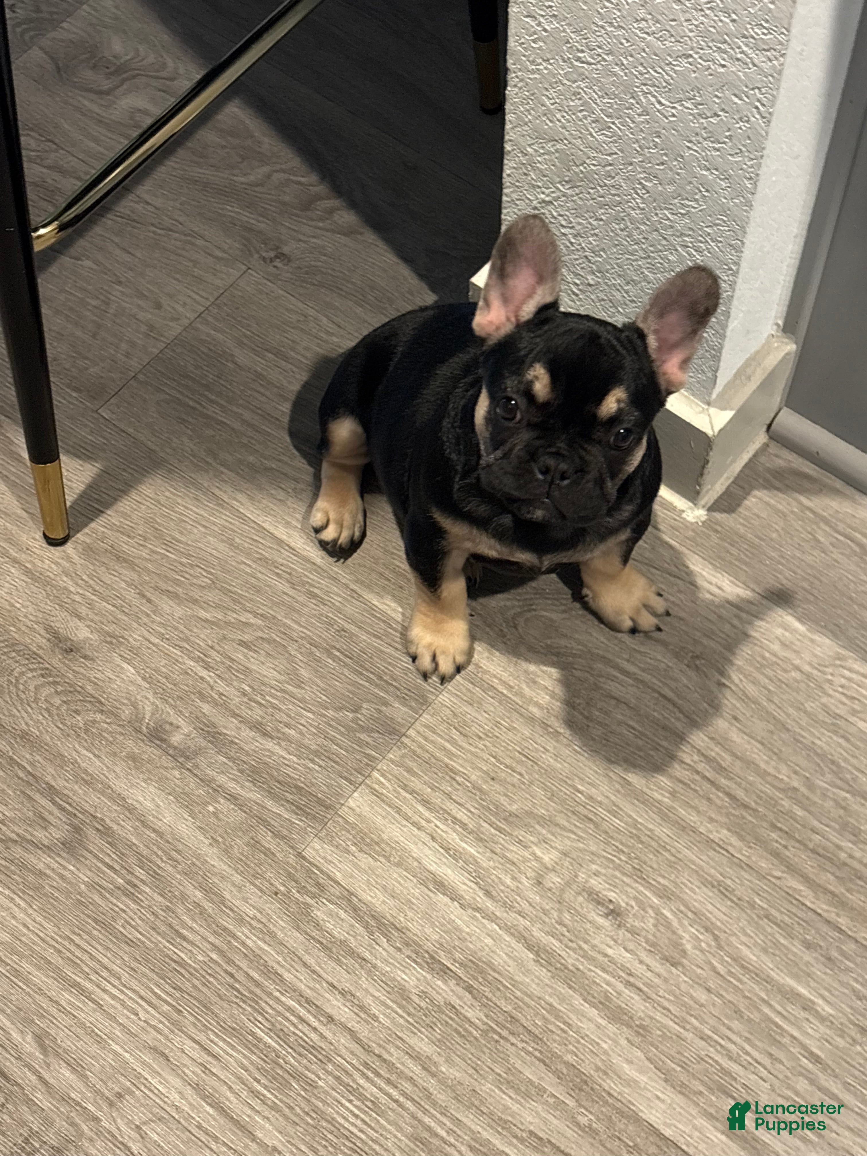 French Bulldog dogs French Bulldog Puppy 1 - Ad 11