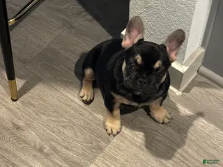 French Bulldog dogs French Bulldog Puppy 1 - Ad 11