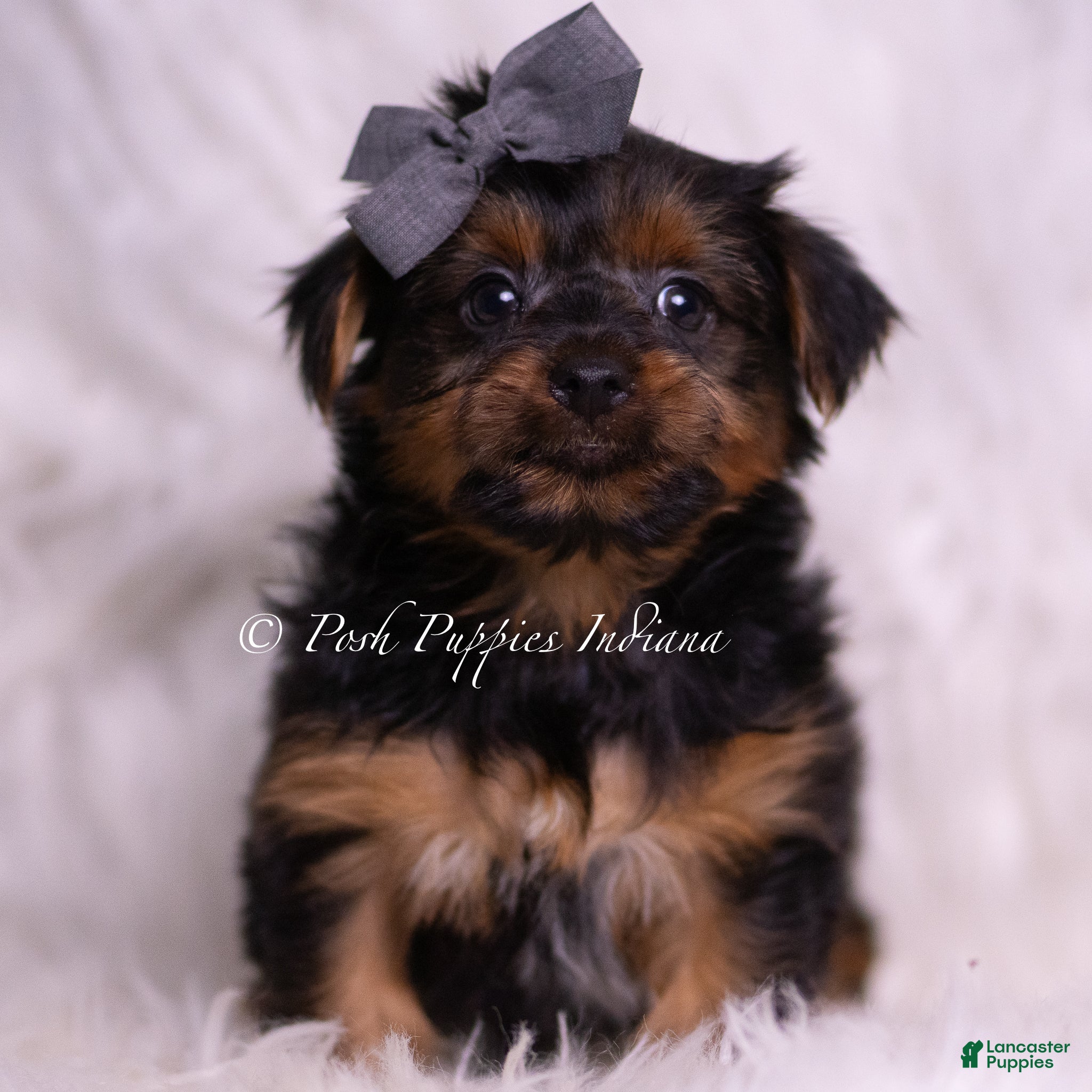 Yorkshire Terrier dogs Meeko - Ad 13