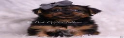 Yorkshire Terrier dogs for sale: Meeko - Ad 3