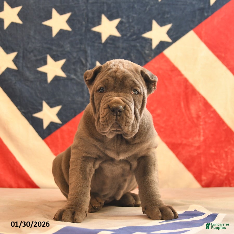 Cane Corso dogs Ivory - Ad 17