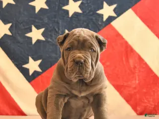 Cane Corso dogs Ivory - Ad 17