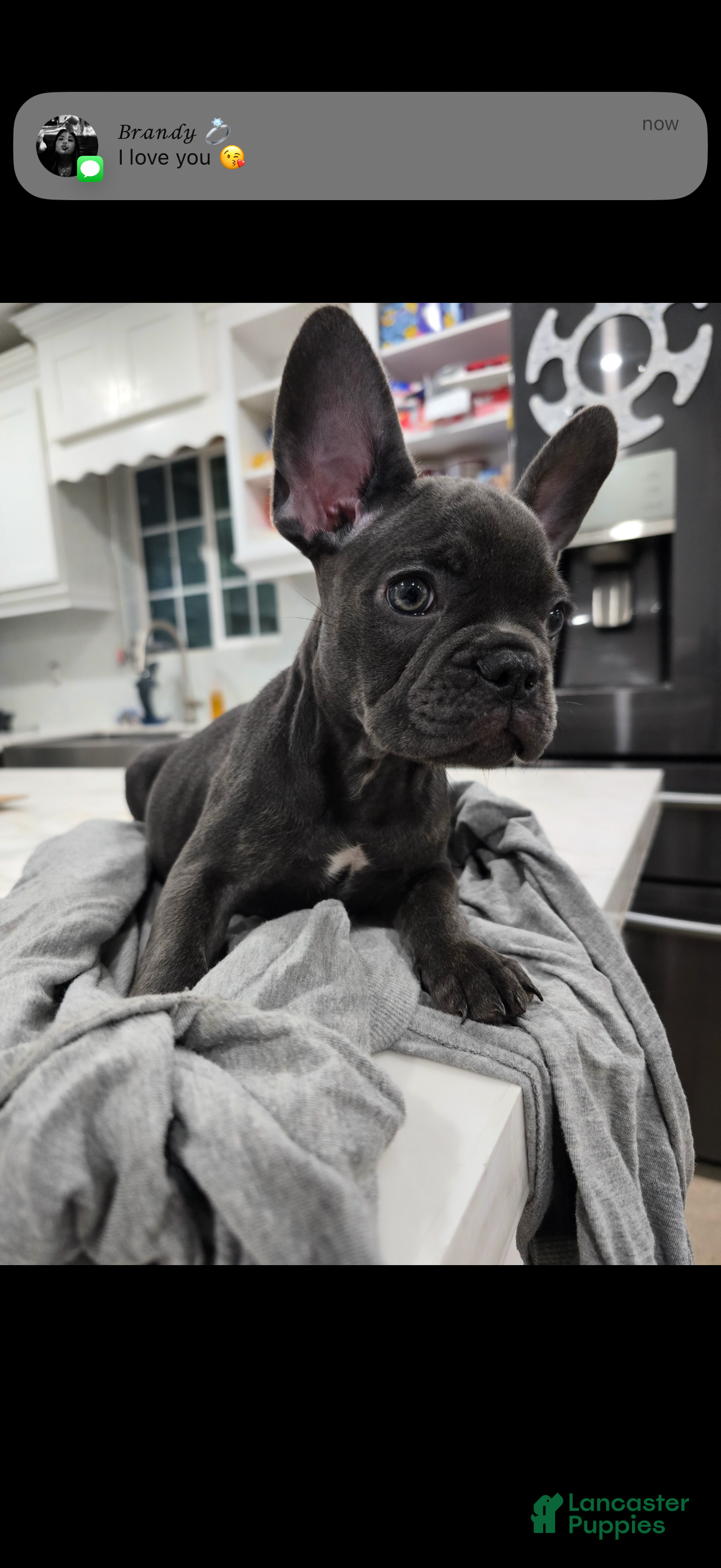 French Bulldog dogs French Bulldog Puppy 5 - Ad 30