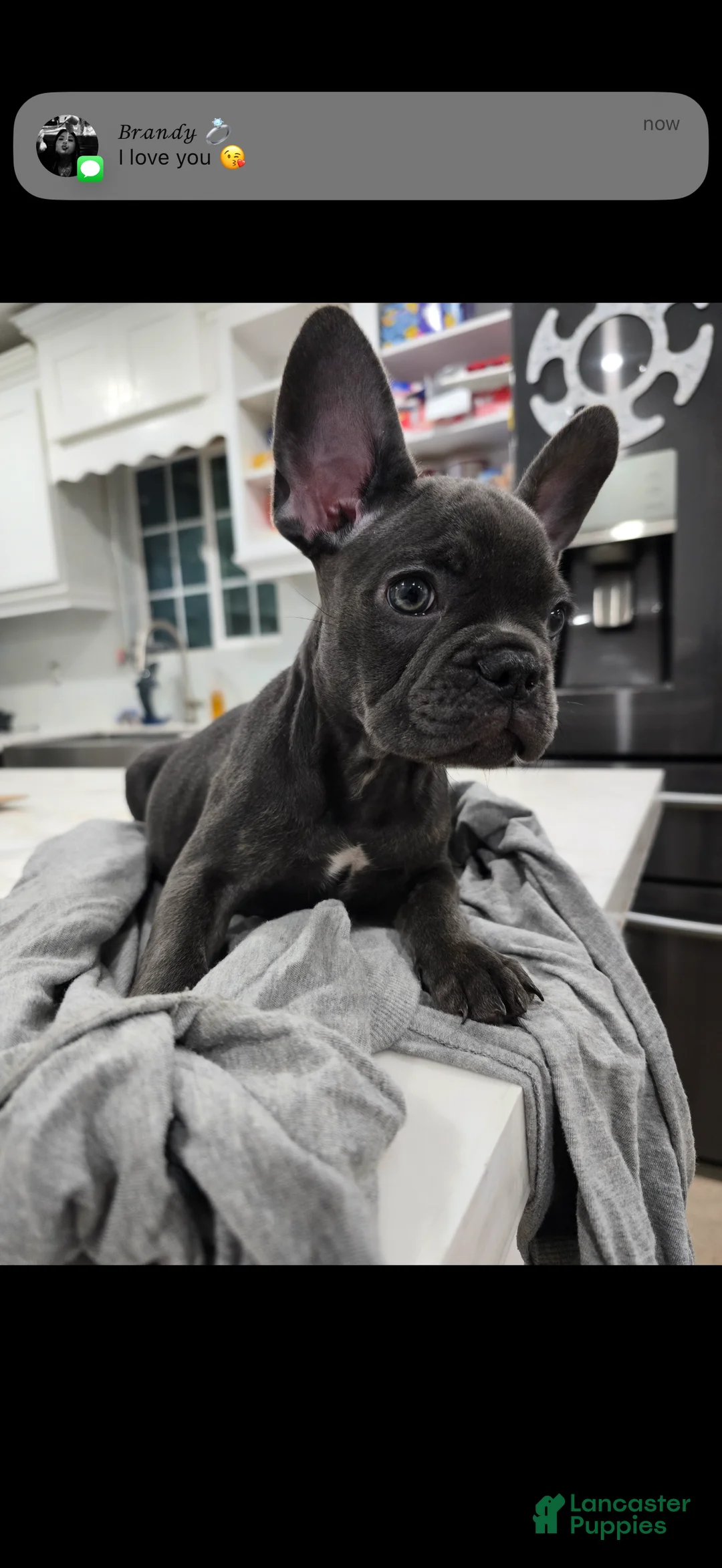 French Bulldog dogs for sale: French Bulldog Puppy 5 - Ad 1