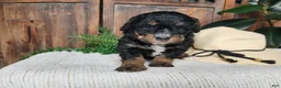 Mini Bernedoodle dogs for sale: Karly - Ad 4