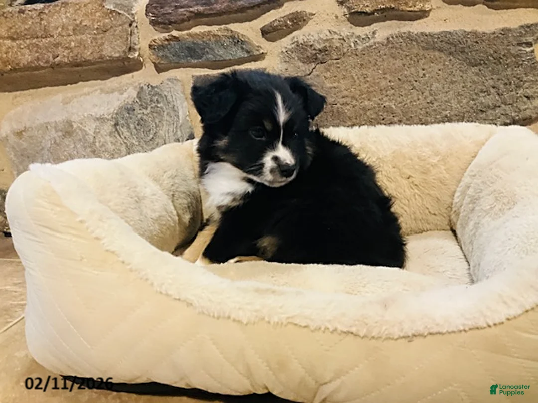 Miniature Australian Shepherd dogs for sale: Archie - Ad 4