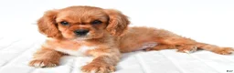 Cavalier King Charles Spaniel dogs for sale: Cooper - Ad 2
