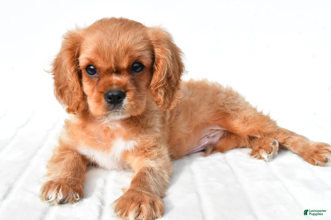 Cavalier King Charles Spaniel dogs for sale: Cooper - Ad 2