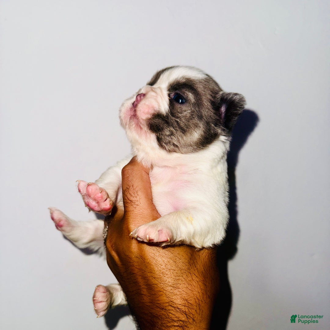 TURBO BIG ROPE EXOTIC FLUFFY FRENCHIE for sale in Jonesville