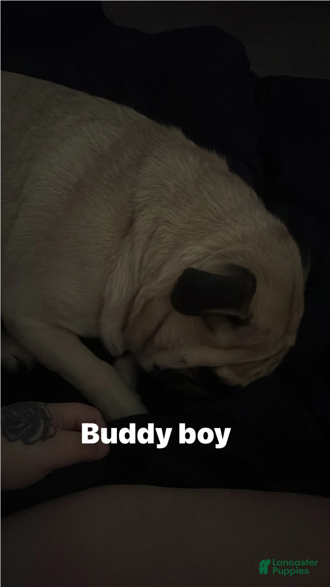 Gallery Image {{count}}