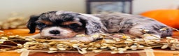 Cavalier King Charles Spaniel dogs for sale: Pearl  - Ad 6