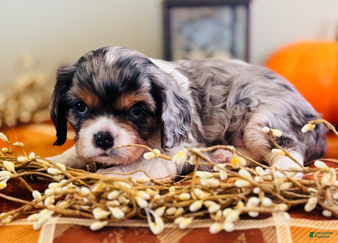 Cavalier King Charles Spaniel dogs for sale: Pearl  - Ad 6