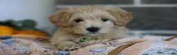 Maltipoo dogs for sale: Beanie - Ad 6