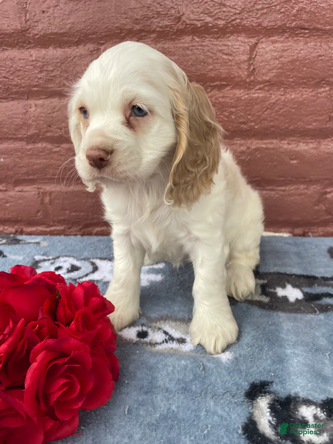 Cocker Spaniel dogs for sale: Pixie - Ad 4