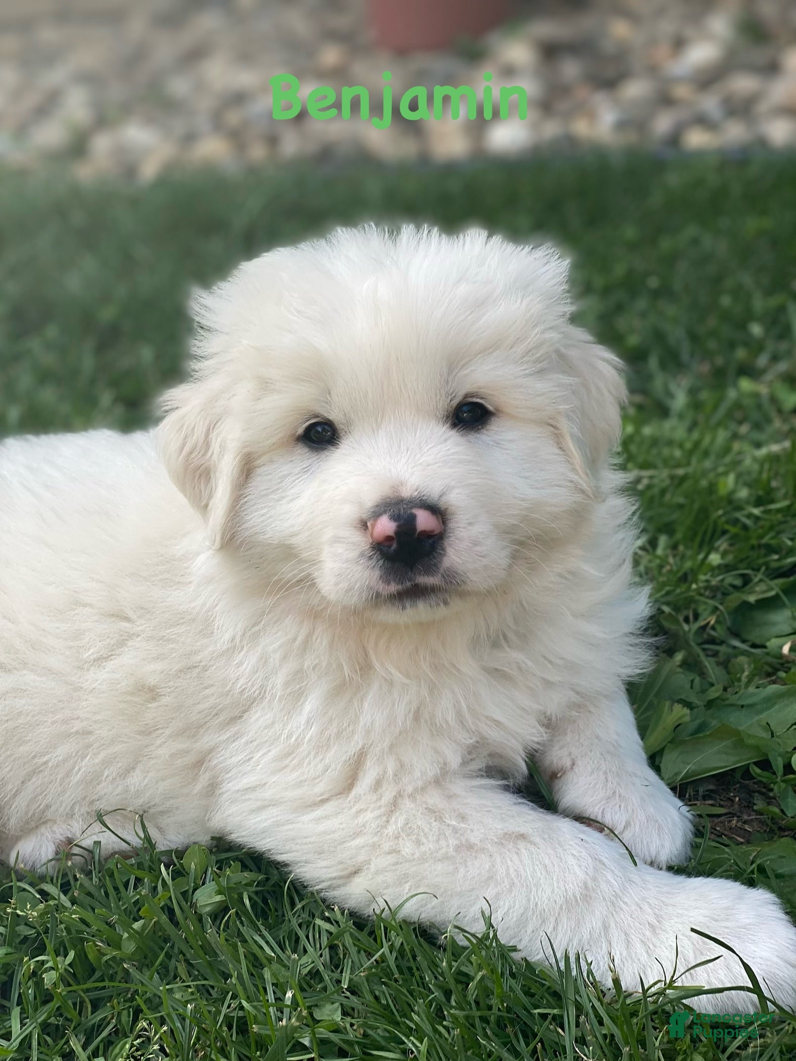 Great Pyrenees dogs Benjamin  - Ad 23