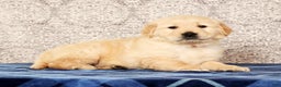Golden Retriever dogs for sale: Bruno - Ad 5