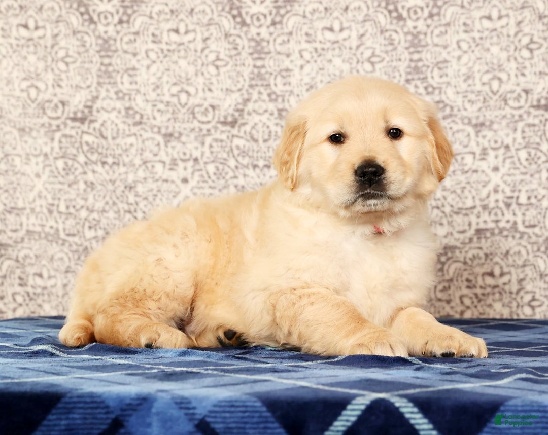 Golden Retriever dogs for sale: Bruno - Ad 5