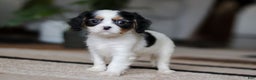 Cavalier King Charles Spaniel dogs for sale: Charles - Ad 2