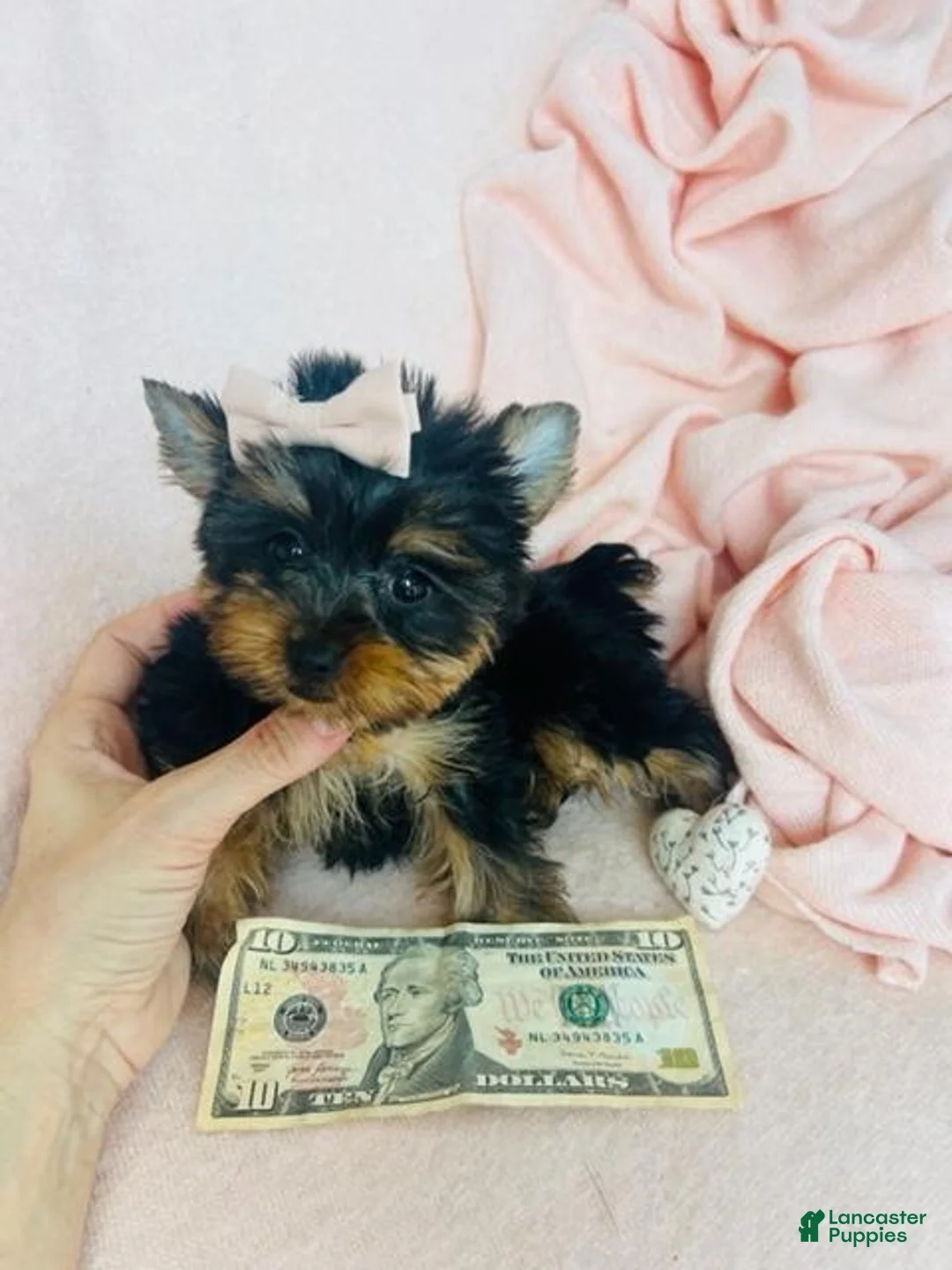 Yorkshire Terrier dogs for sale: Yorkshire Terrier 1 - Ad 2