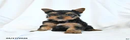 Yorkshire Terrier dogs for sale: Belle - Ad 2