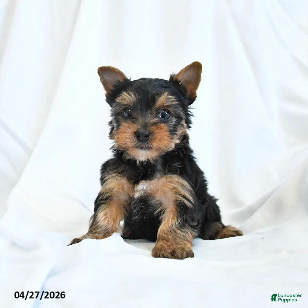 Yorkshire Terrier dogs for sale: Belle - Ad 2