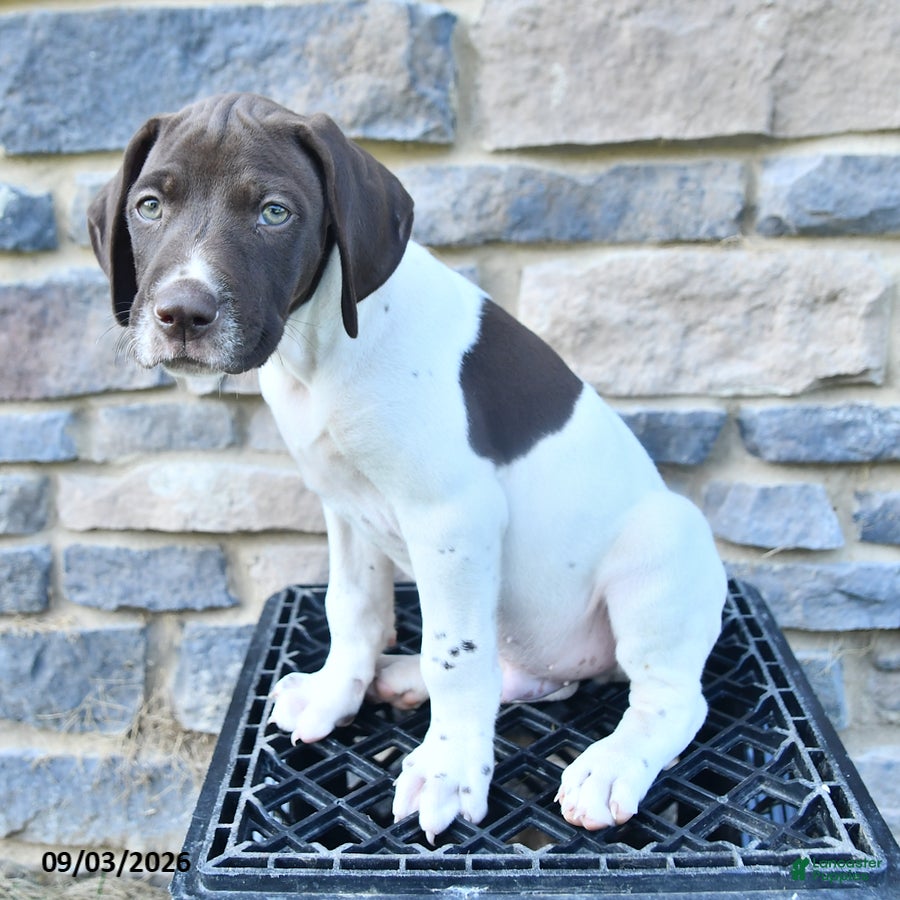 German Shorthaired Pointer dogs Cole - Ad 2