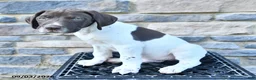 German Shorthaired Pointer dogs for sale: Cole - Ad 2