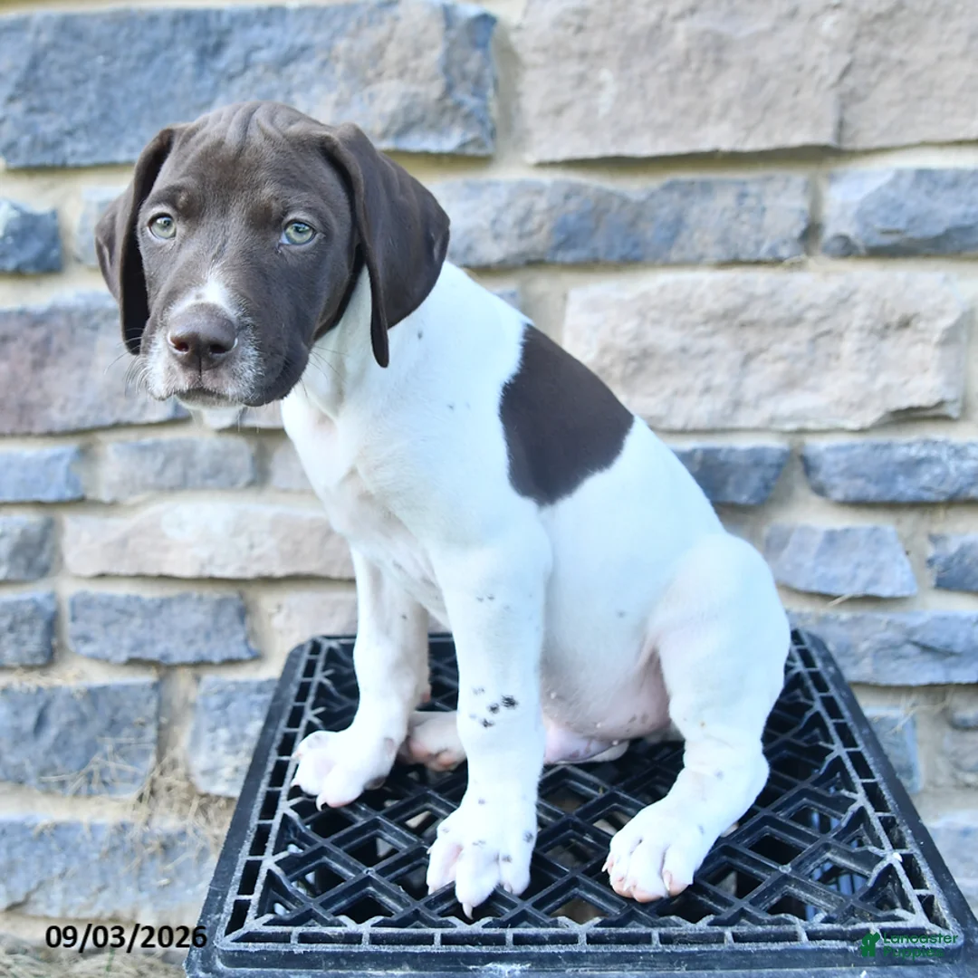 German Shorthaired Pointer dogs for sale: Cole - Ad 2