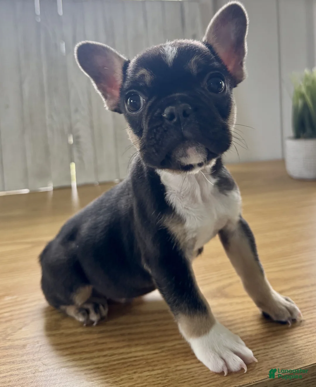 French Bulldog dogs for sale: Fenn - Ad 6