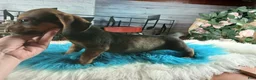 Dachshund dogs for sale: Gloria's darkest wild boar boy. Hand delivery  - Ad 3