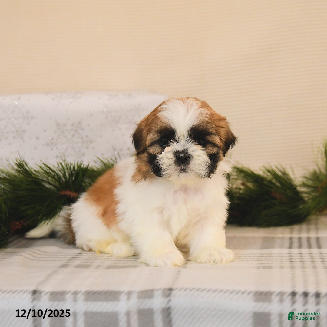 Shih Tzu dogs for sale: Lola - Ad 1