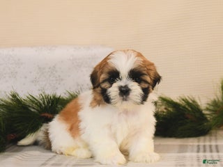 Shih Tzu dogs Lola - Ad 37